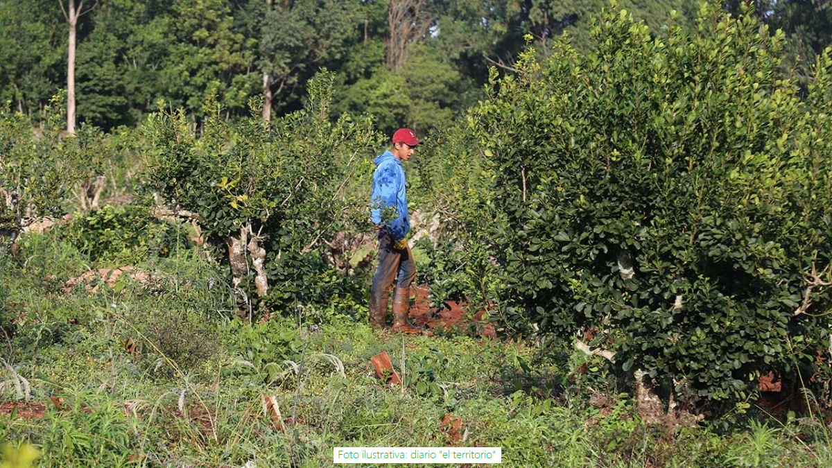 Foto de un yerbal, en el cual se encuentra un productor realizando el trabajo de poda de la hoja verde.